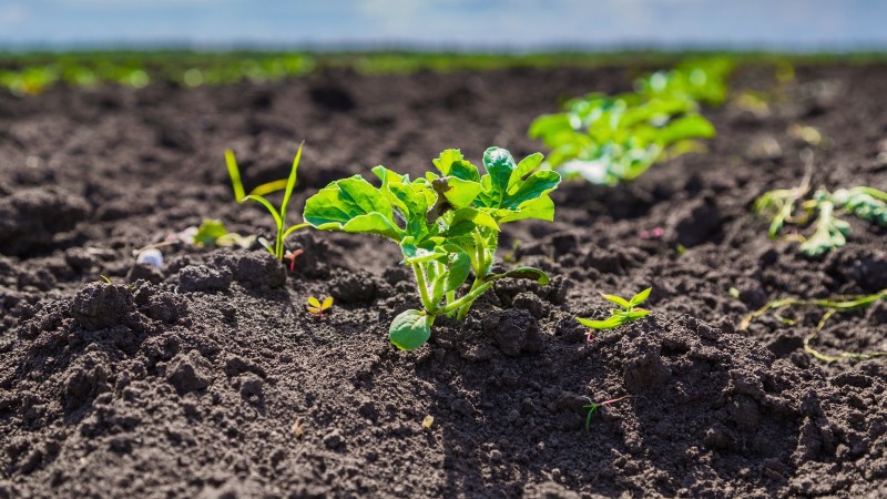 Direct Sowing Watermelon Seeds: A Beginner s Guide