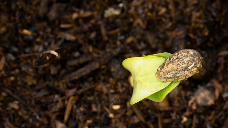 Direct Sowing Watermelon Seeds: A Beginner s Guide