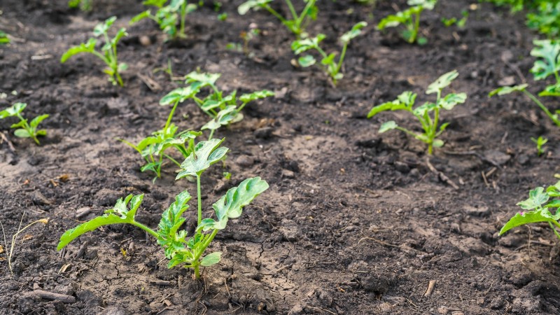 Direct Sowing Watermelon Seeds: A Beginner s Guide