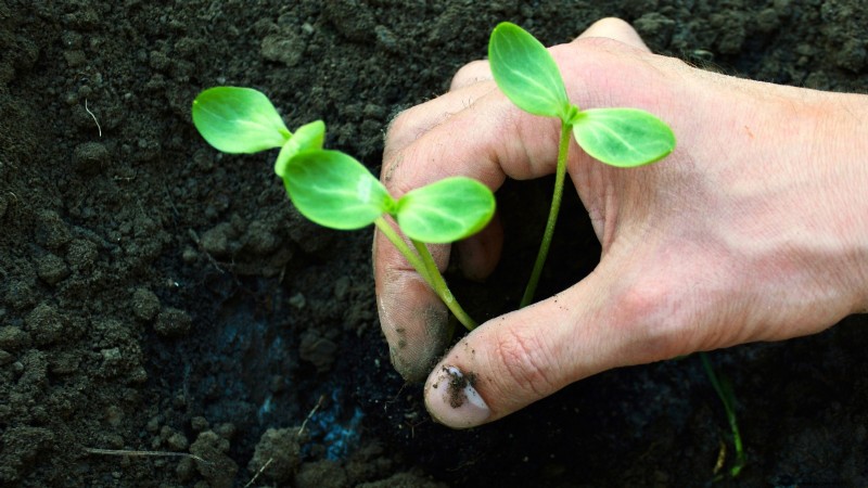 Direct Sowing Watermelon Seeds: A Beginner s Guide