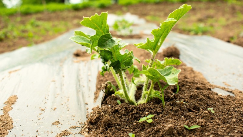 Direct Sowing Watermelon Seeds: A Beginner s Guide