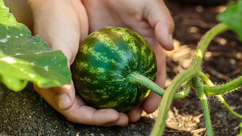 Direct Sowing Watermelon Seeds: A Beginner s Guide