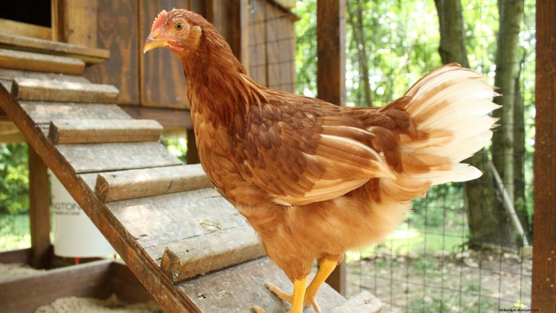 Backyard Chickens: A Beginner s Guide to Raising Happy, Healthy Birds