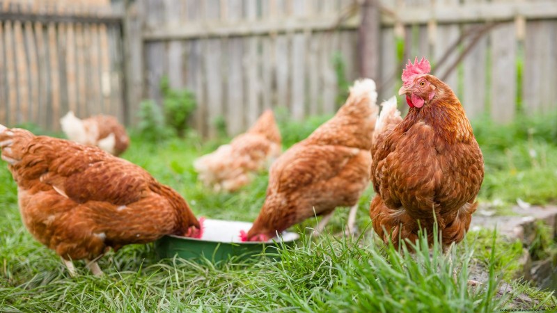 Backyard Chickens: A Beginner s Guide to Raising Happy, Healthy Birds