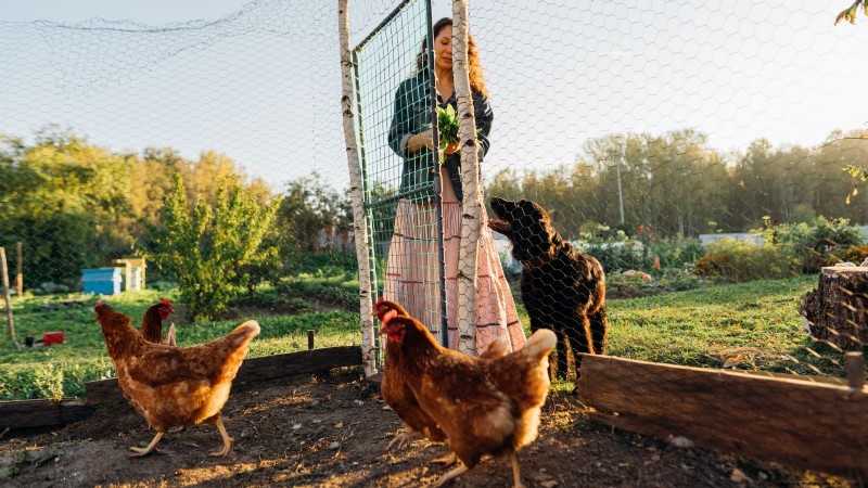 Backyard Chickens: A Beginner s Guide to Raising Happy, Healthy Birds