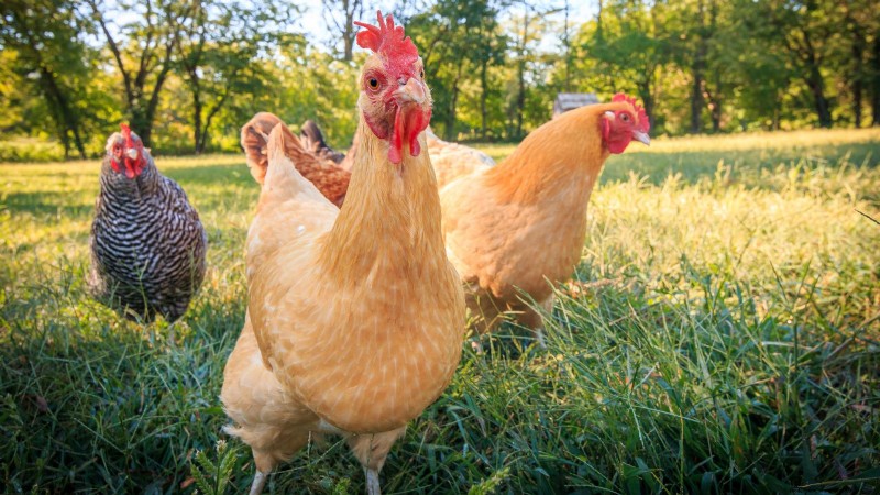 Backyard Chickens: A Beginner s Guide to Raising Happy, Healthy Birds