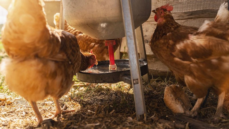 Backyard Chickens: A Beginner s Guide to Raising Happy, Healthy Birds