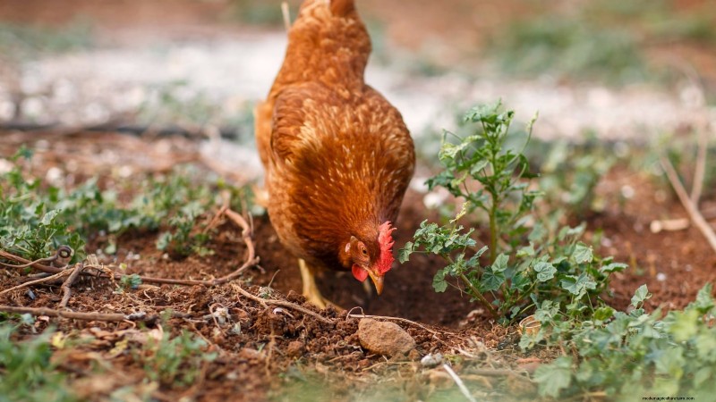 Backyard Chickens: A Beginner s Guide to Raising Happy, Healthy Birds