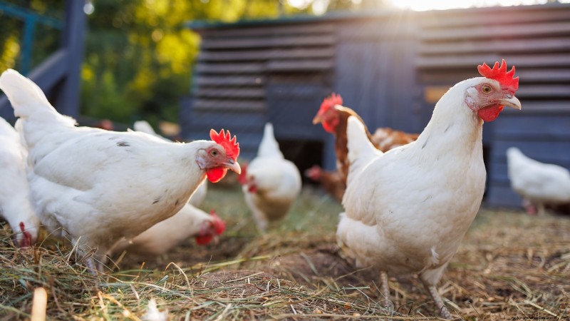 Backyard Chickens: A Beginner s Guide to Raising Happy, Healthy Birds