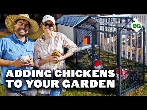 Backyard Chickens: A Beginner s Guide to Raising Happy, Healthy Birds