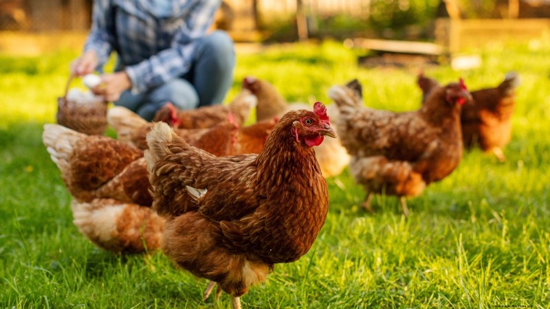 Backyard Chickens: A Beginner s Guide to Raising Happy, Healthy Birds