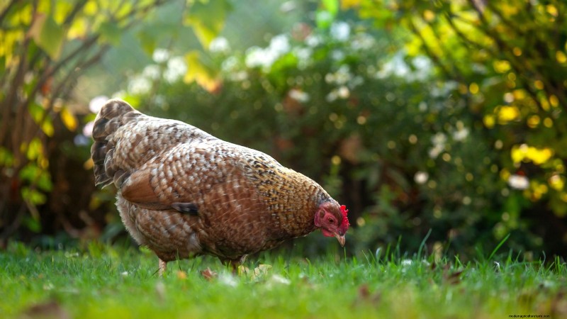 Backyard Chickens: A Beginner s Guide to Raising Happy, Healthy Birds