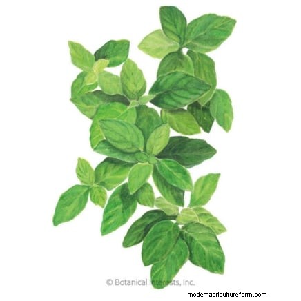 Cinnamon Basil: Planting, Growing & Care Guide | [Your Brand/Website Name]