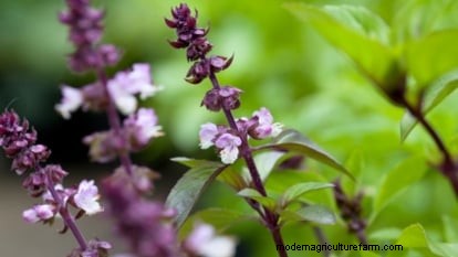 Cinnamon Basil: Planting, Growing & Care Guide | [Your Brand/Website Name]
