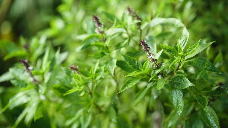 Cinnamon Basil: Planting, Growing & Care Guide | [Your Brand/Website Name]