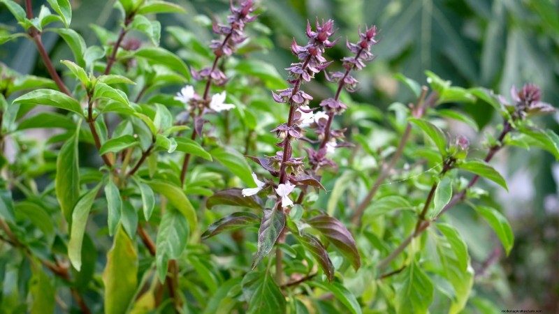 Cinnamon Basil: Planting, Growing & Care Guide | [Your Brand/Website Name]