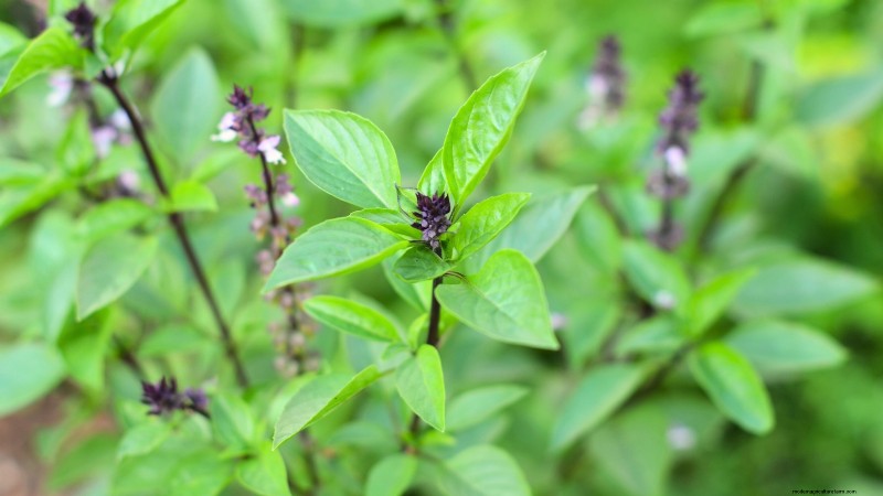 Cinnamon Basil: Planting, Growing & Care Guide | [Your Brand/Website Name]