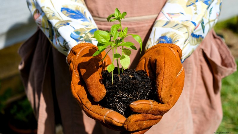 Cinnamon Basil: Planting, Growing & Care Guide | [Your Brand/Website Name]