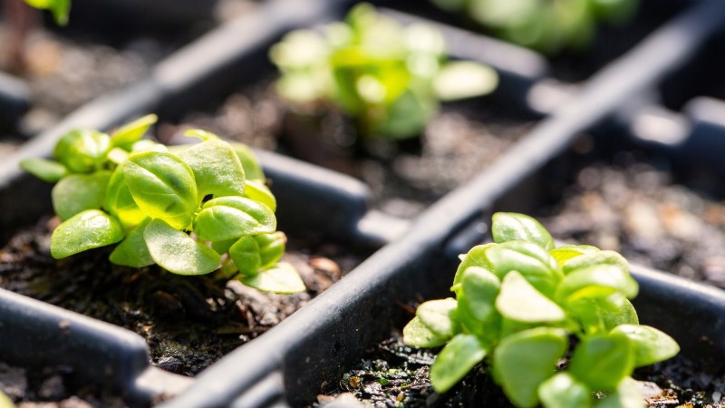 Cinnamon Basil: Planting, Growing & Care Guide | [Your Brand/Website Name]