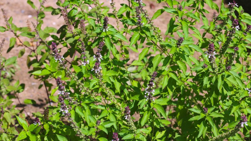 Cinnamon Basil: Planting, Growing & Care Guide | [Your Brand/Website Name]