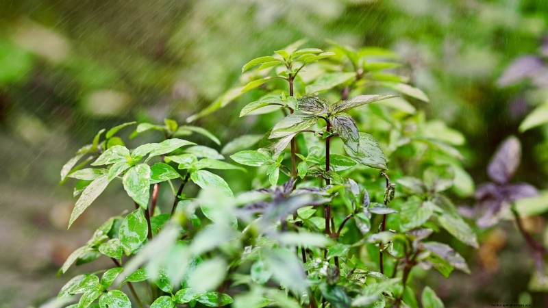 Cinnamon Basil: Planting, Growing & Care Guide | [Your Brand/Website Name]