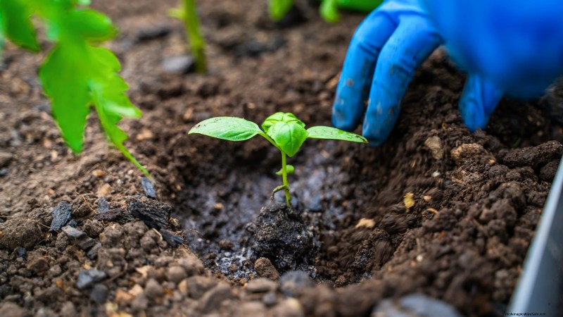 Cinnamon Basil: Planting, Growing & Care Guide | [Your Brand/Website Name]