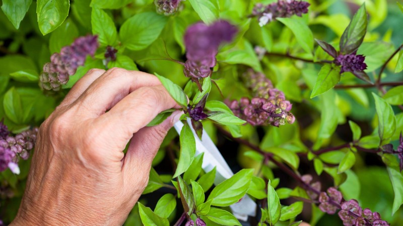 Cinnamon Basil: Planting, Growing & Care Guide | [Your Brand/Website Name]