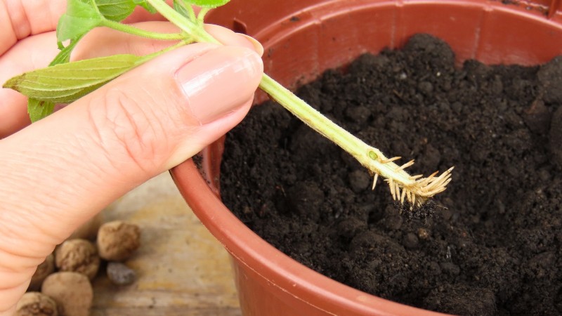 Cinnamon Basil: Planting, Growing & Care Guide | [Your Brand/Website Name]