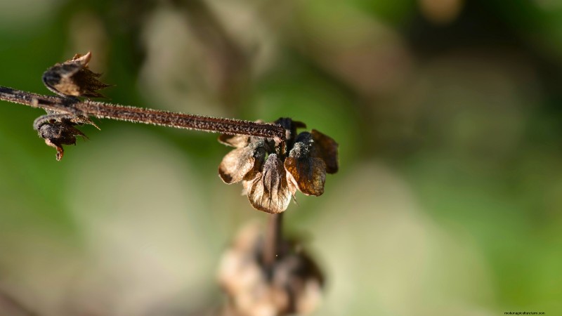 Cinnamon Basil: Planting, Growing & Care Guide | [Your Brand/Website Name]