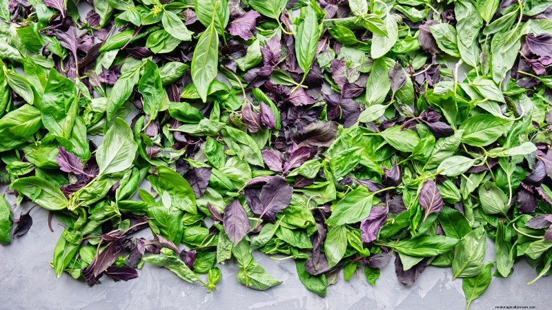 Cinnamon Basil: Planting, Growing & Care Guide | [Your Brand/Website Name]