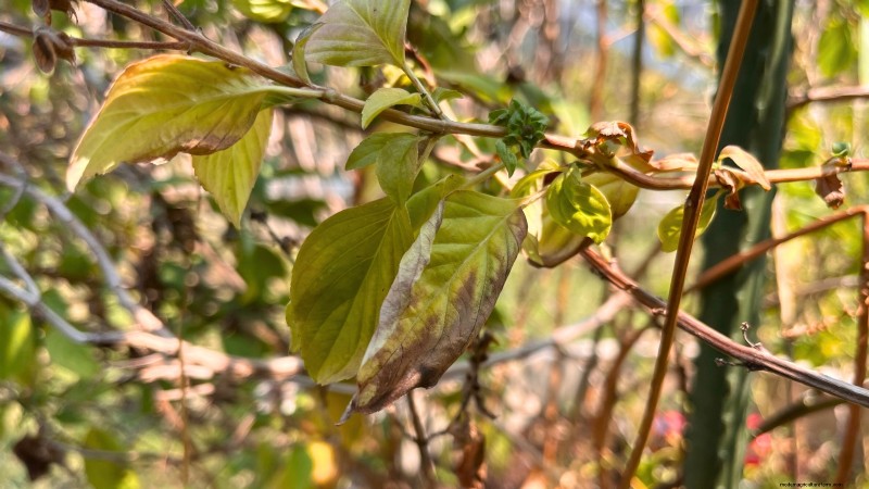 Cinnamon Basil: Planting, Growing & Care Guide | [Your Brand/Website Name]