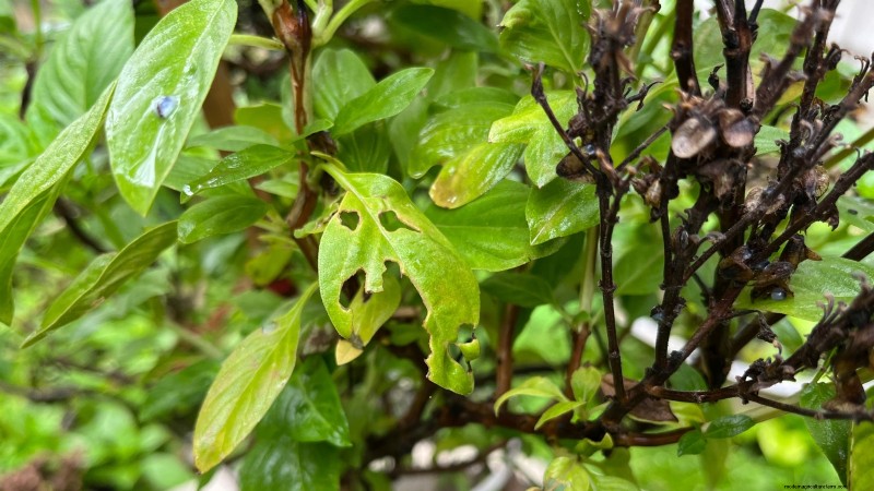 Cinnamon Basil: Planting, Growing & Care Guide | [Your Brand/Website Name]