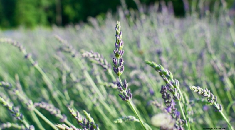 Grow Phenomenal Lavender: A Gardener s Guide to Fragrant Blooms