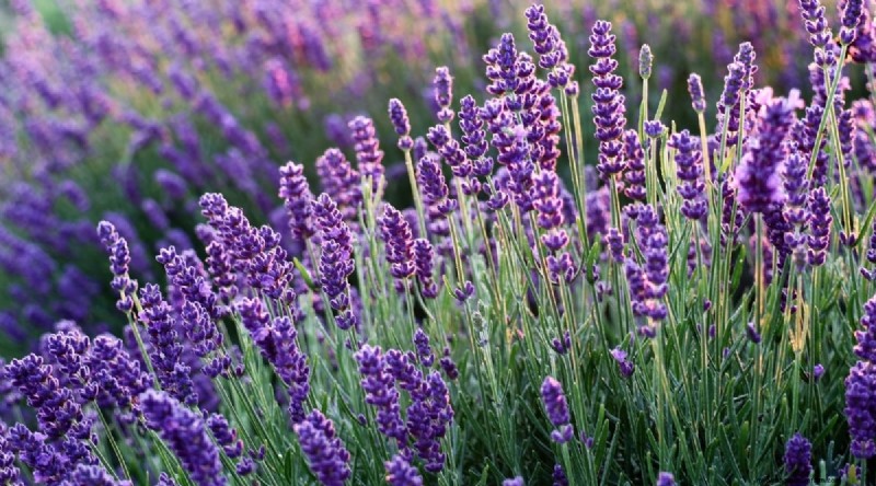 Grow Phenomenal Lavender: A Gardener s Guide to Fragrant Blooms