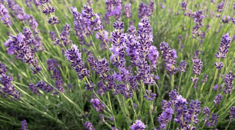 Grow Phenomenal Lavender: A Gardener s Guide to Fragrant Blooms