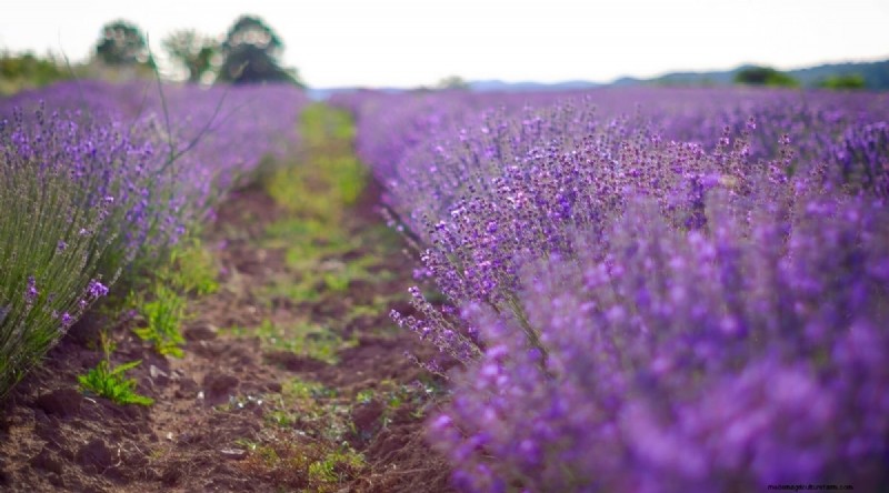 Grow Phenomenal Lavender: A Gardener s Guide to Fragrant Blooms
