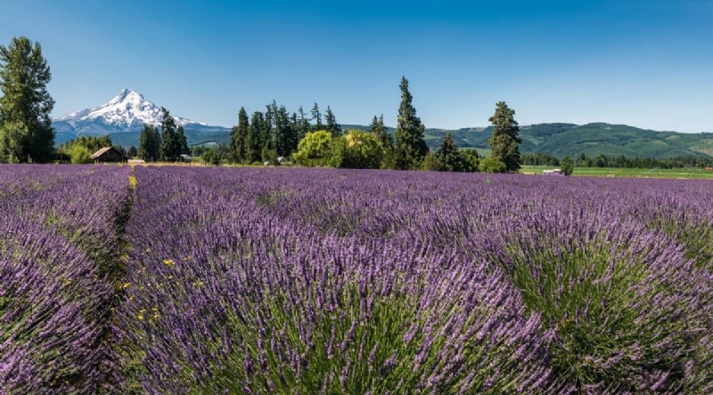 Grow Phenomenal Lavender: A Gardener s Guide to Fragrant Blooms