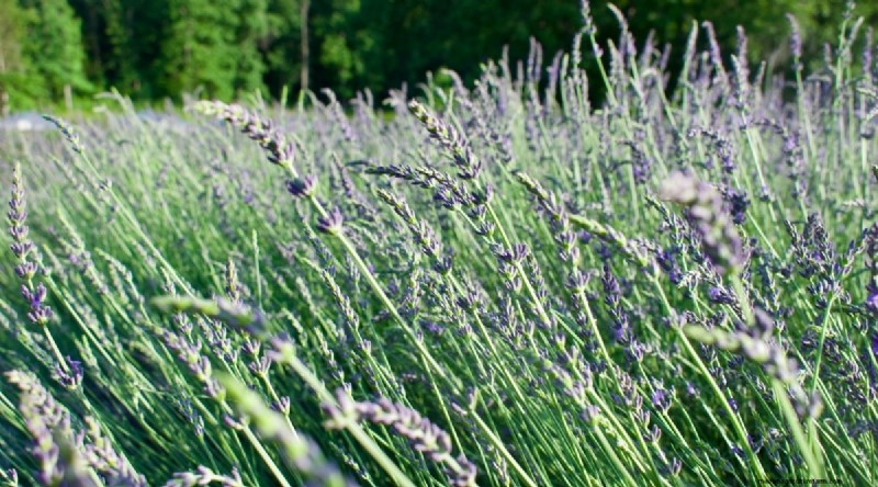 Grow Phenomenal Lavender: A Gardener s Guide to Fragrant Blooms