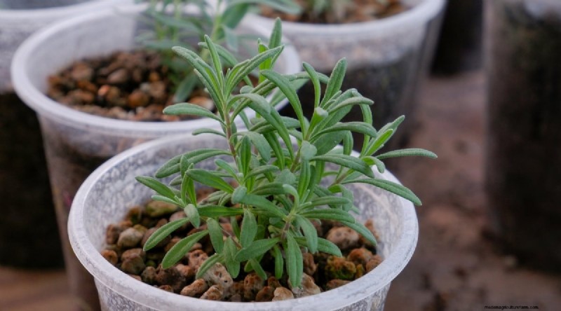 Grow Phenomenal Lavender: A Gardener s Guide to Fragrant Blooms