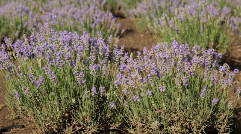 Grow Phenomenal Lavender: A Gardener s Guide to Fragrant Blooms