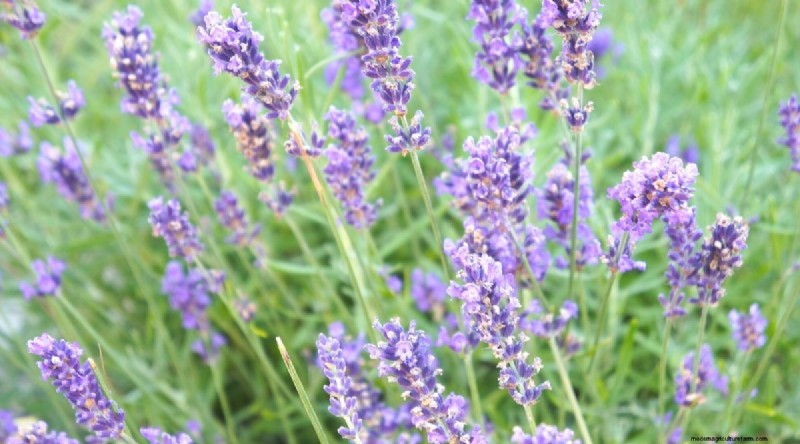 Grow Phenomenal Lavender: A Gardener s Guide to Fragrant Blooms