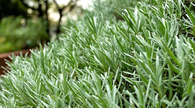 Grow Phenomenal Lavender: A Gardener s Guide to Fragrant Blooms