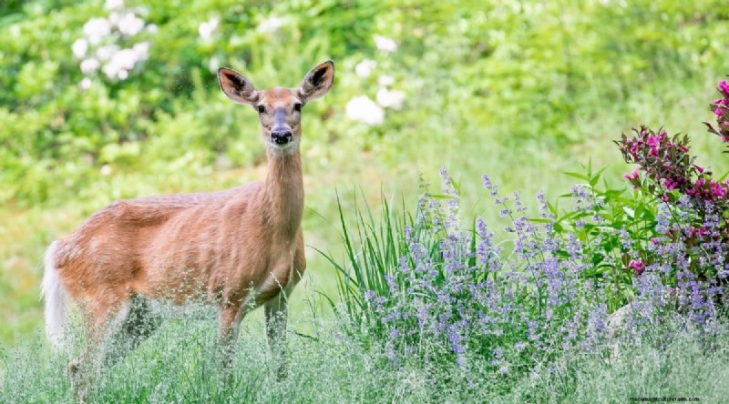 Grow Phenomenal Lavender: A Gardener s Guide to Fragrant Blooms