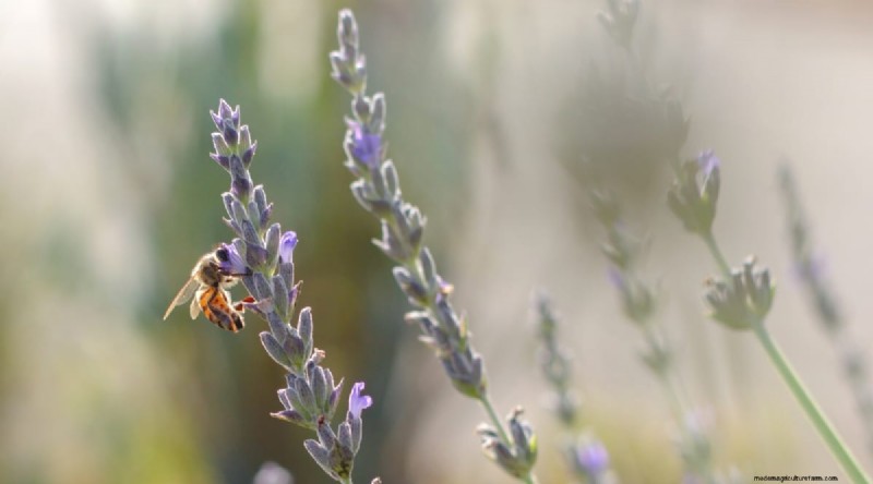 Grow Phenomenal Lavender: A Gardener s Guide to Fragrant Blooms