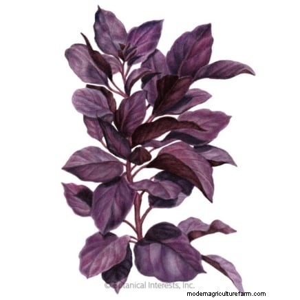 Protect Your Basil: 7 Proven Tips to Prevent Bolting