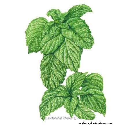 Protect Your Basil: 7 Proven Tips to Prevent Bolting