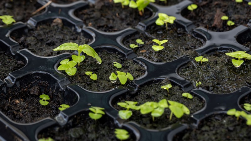 Protect Your Basil: 7 Proven Tips to Prevent Bolting