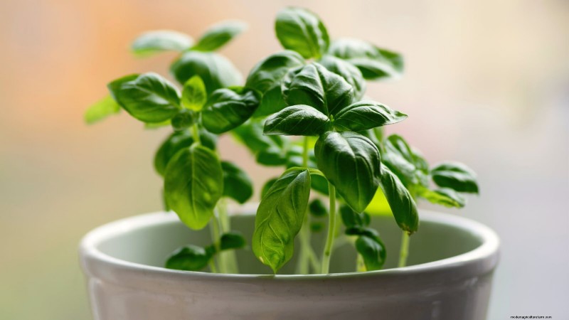 Protect Your Basil: 7 Proven Tips to Prevent Bolting