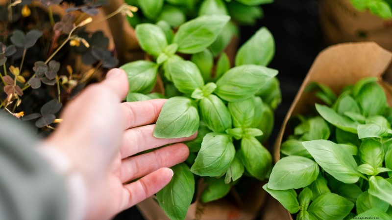 Protect Your Basil: 7 Proven Tips to Prevent Bolting