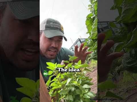 Protect Your Basil: 7 Proven Tips to Prevent Bolting
